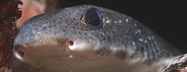 海边游玩鲨鱼,海边游玩注意事项