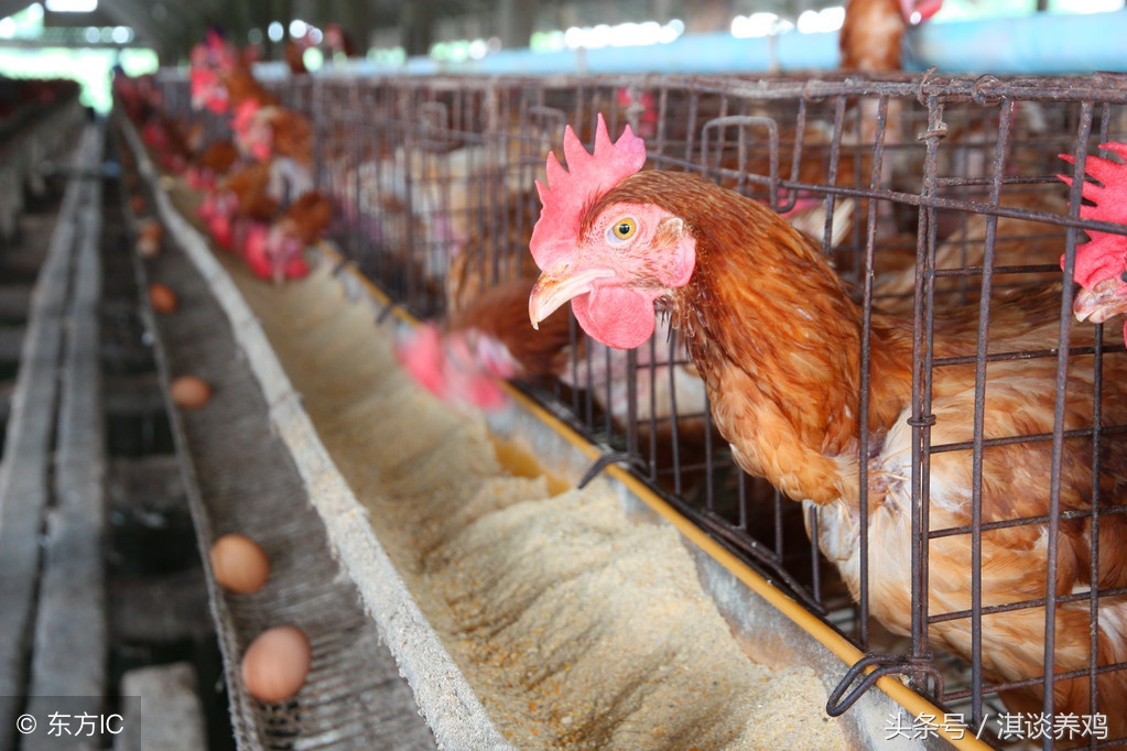 蛋鸡养鸡技术知识大全,手把手教你养鸡技术视频