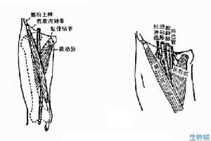 小儿穿刺的正确方法,给孩子做穿刺在哪个位置