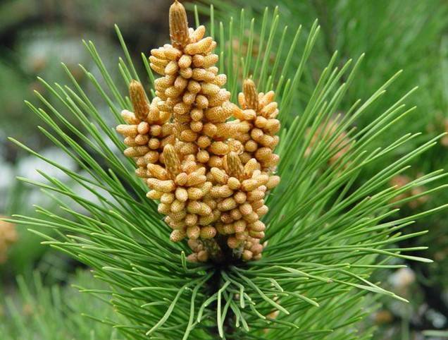 花粉是破壁的好还是原味儿的好,破壁花粉与花粉之间的区别是什么