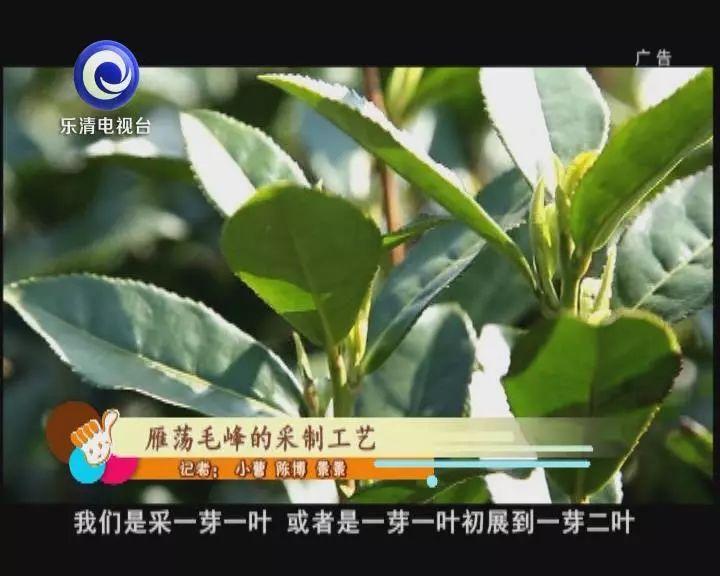 雁荡毛峰茶,黄山毛峰该怎样介绍