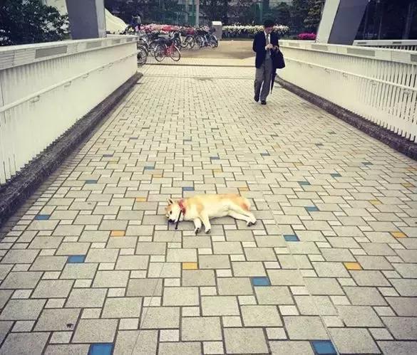 柴犬拒绝回家了,柴犬不想回家躺在地上耍赖