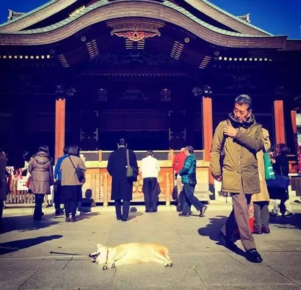 柴犬拒绝回家了,柴犬不想回家躺在地上耍赖