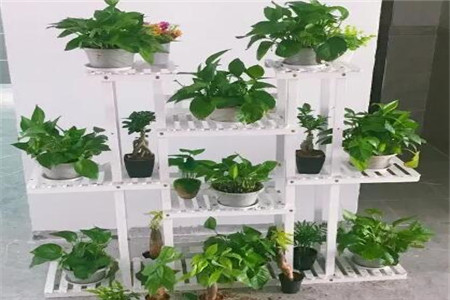 发财树绿萝黄叶用什么,发财树绿萝黄叶怎么办