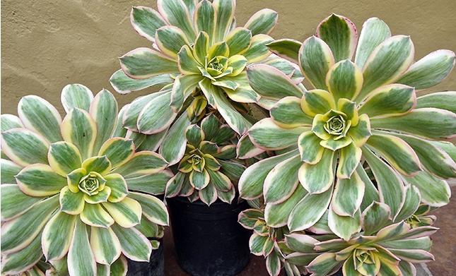 澶氳倝鑻辨枃鍝佺,澶氳倝娉曞笀鑻辫