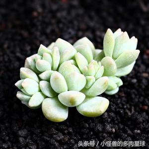 粉蔓群生多头多肉植物,多肉粉蔓的养殖方法和注意事项