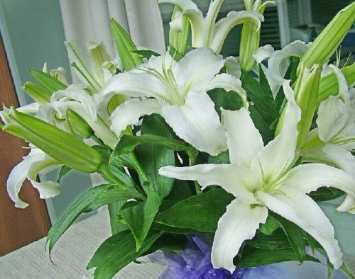 百合花球种植方法,百合花的种植技巧盆景