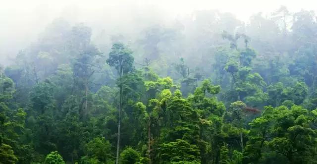 世界地球日草本植萃,世界地球日自然资源科普