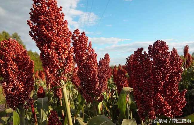 高粱造假的秘密,高粱到底留下了什么病根