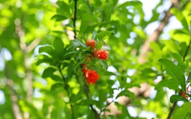 庭院风水知识100条,庭院风水知识