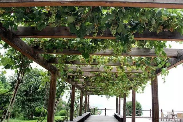 庭院风水知识100条,庭院风水知识