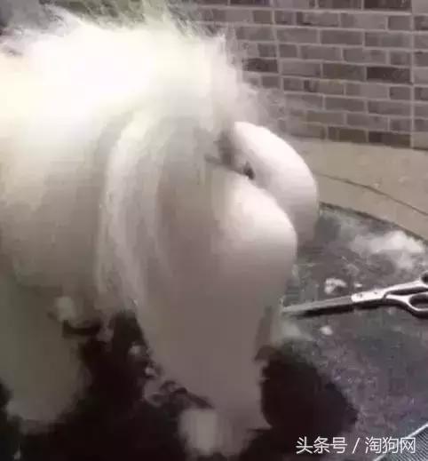 如何让金毛成为拉布拉多,金毛变装霸气视频