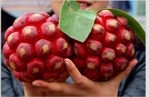 这种长得像苹果的水果叫西红柿,这种外形奇特的水果你吃过吗
