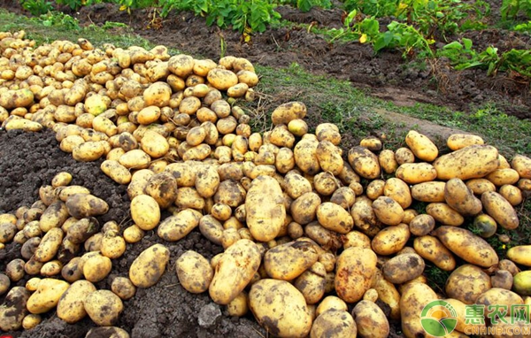 杰哥报车价,杰哥最新报价