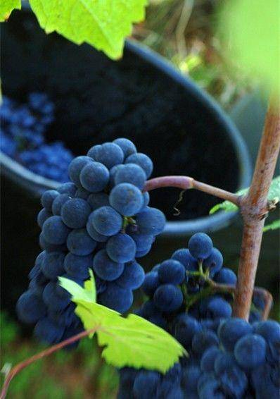 中国红酒供销网——爱喝红酒的你最好都知道!