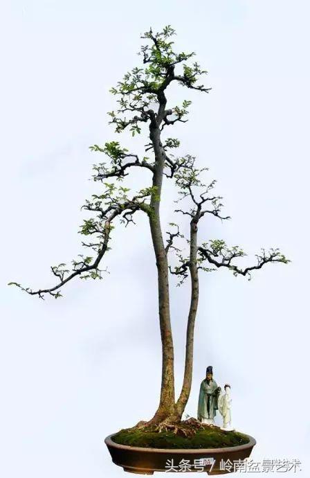 双杆罗汉松树盆景造型,双斜杆盆景