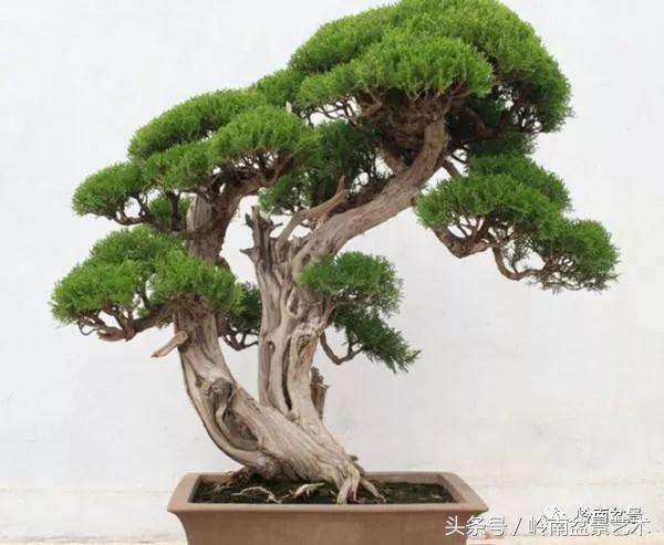 双杆罗汉松树盆景造型,双斜杆盆景