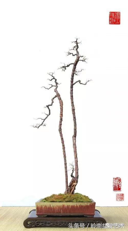 双杆罗汉松树盆景造型,双斜杆盆景