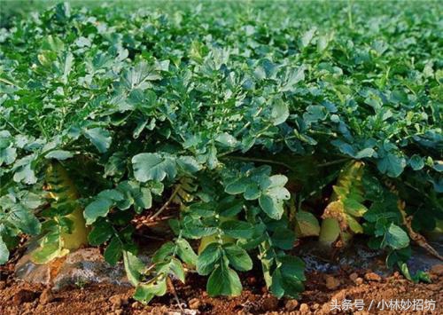 莱菔汁治疗偏头痛有奇效，才几毛钱一斤