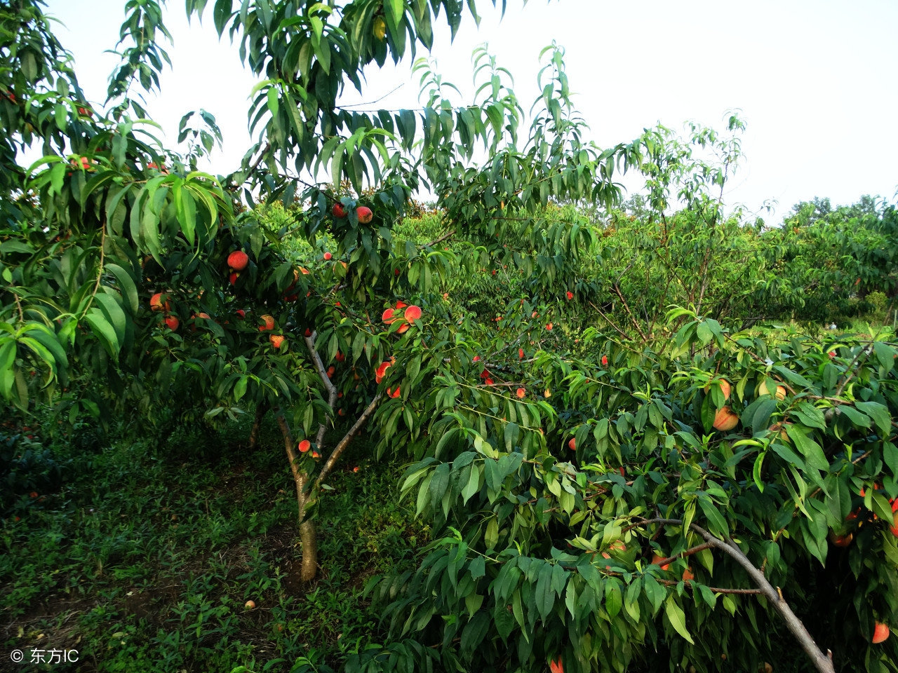 桃树怕雨怎么办,桃树怕水还是怕旱