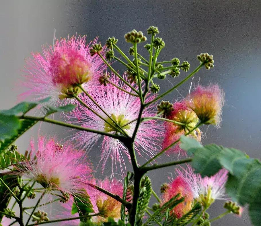 家里养的花多有助睡眠吗,卧室要养的4种睡眠花