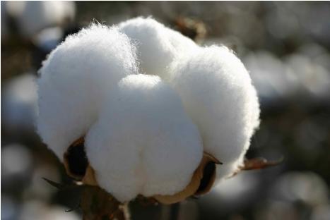 浴巾用纯棉的好还是珊瑚绒的好,浴巾是珊瑚绒的好还是棉的好