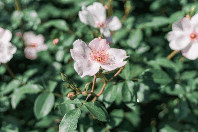 武汉街头藏着桂花香,武汉3800亩玫瑰花园