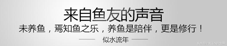 小水泵自制鱼缸过滤系统,小水泵创意作品