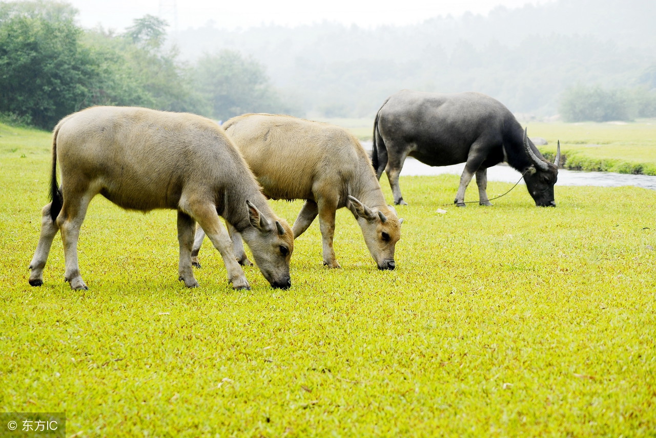 生肖牛明天的财运及运气,生肖牛明天的财运和运势怎么样