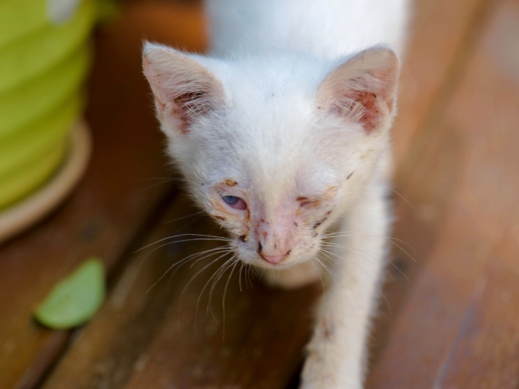 猫鼻支的早期症状和表现,猫鼻支没鼻涕眼睛发炎