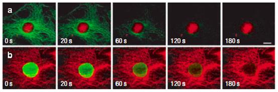 量子点光谱传感技术,量子点及其应用