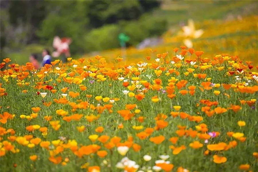 五一成都周边有什么好耍的,五一自驾游2-3天最佳路线成都出发