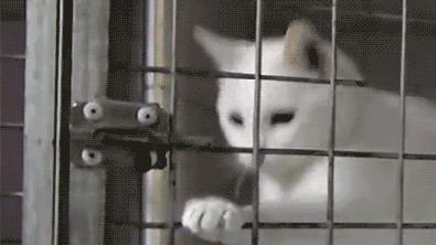 边牧护食被其他狗咬,边牧误食葡萄皮