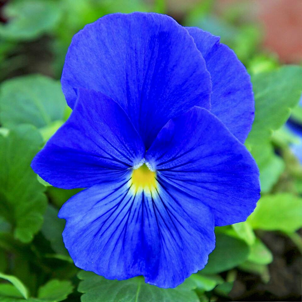 可爱的姑娘笑脸——三色堇花