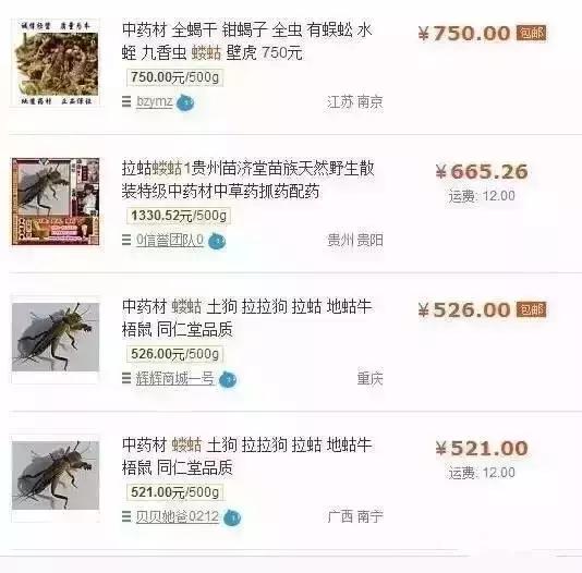 一晚能挣300元的产品,一晚能赚上万元红虫