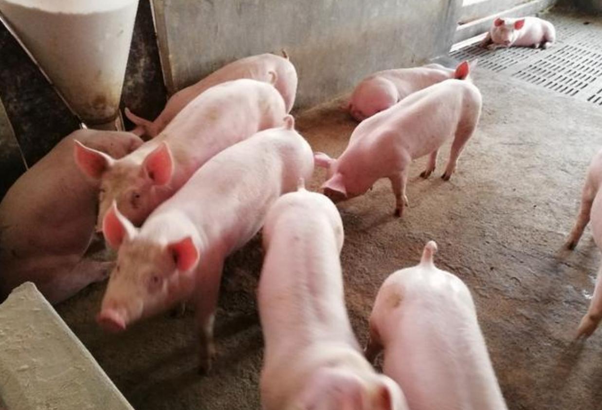 肥猪拉稀粪带血怎么治,肥猪两天不拉粪便有什么解决方法