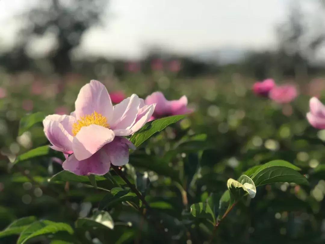 五一期间黄陂人游黄陂景点免费吗,五一黄陂景区免费有哪些