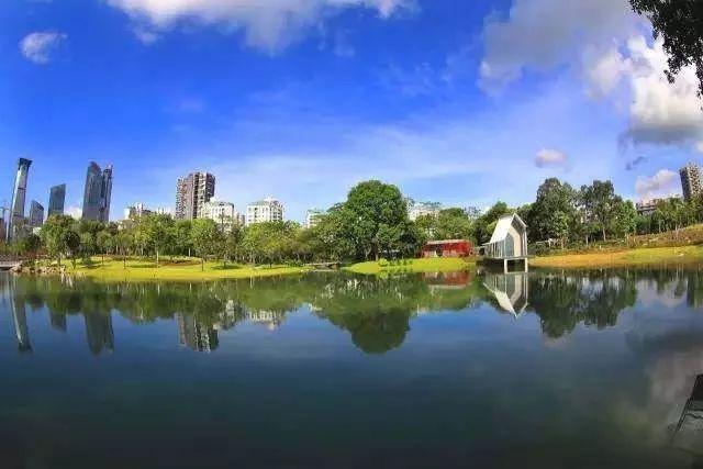 最真实的荔枝花海,广州荔枝花海