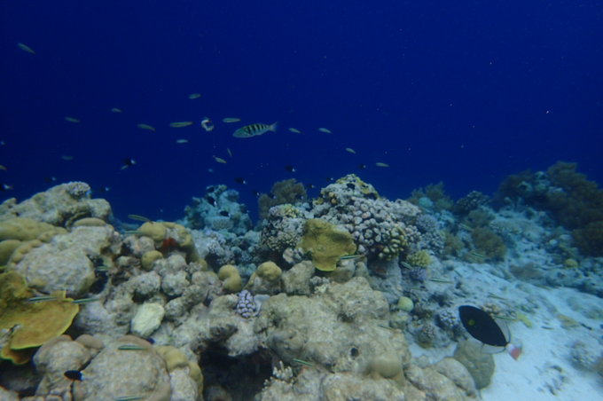 帕劳水下摄影最佳时间,帕劳海上旅游攻略