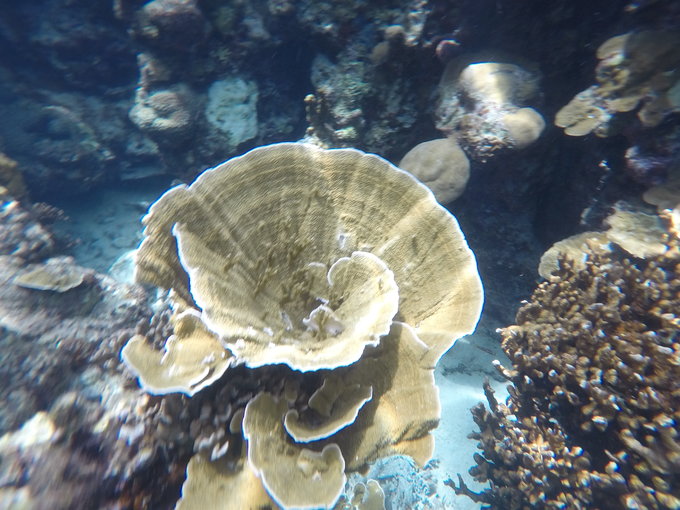 帕劳水下摄影最佳时间,帕劳海上旅游攻略