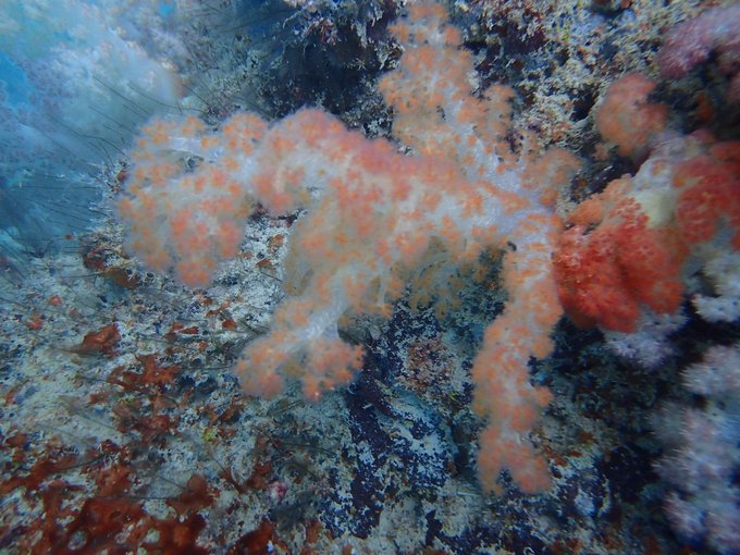 帕劳水下摄影最佳时间,帕劳海上旅游攻略