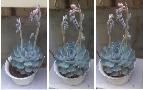 蓝石莲简介,第一美人殉情