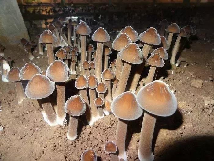 杏鲍菇鸡枞菌,最好吃的蘑菇是鸡枞菌吗