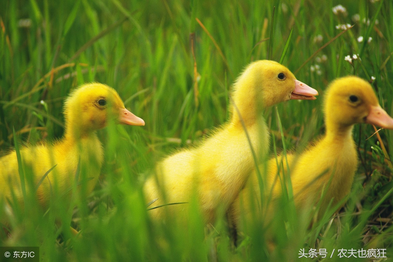 家有万担粮不养扁嘴王的意思,农村俗语家有万担粮