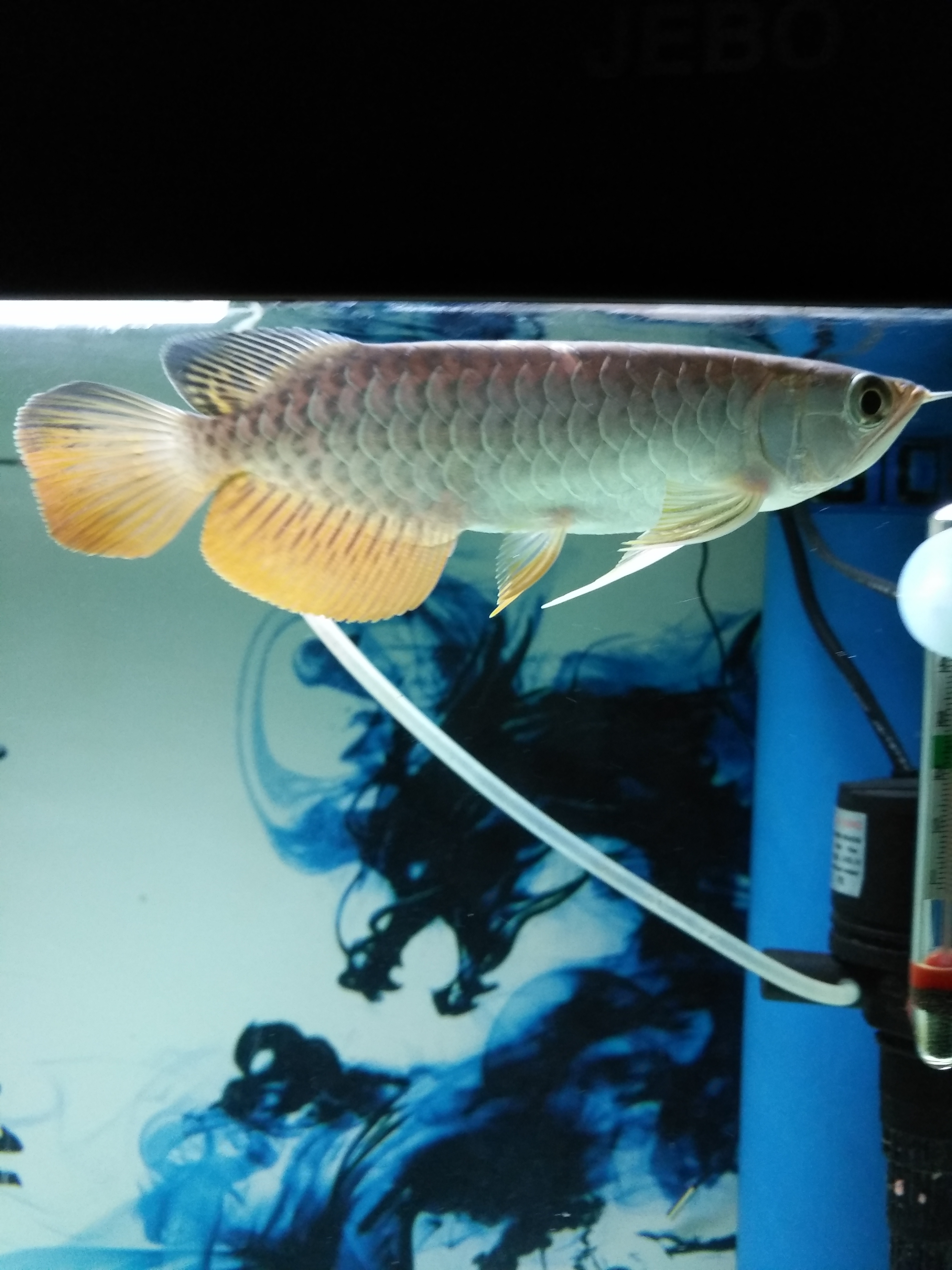 金龙鱼的修复能力到底有多强，看了你就会知道