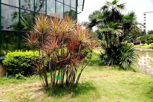 七彩千年木的风水作用,改善家居环境,好运来!