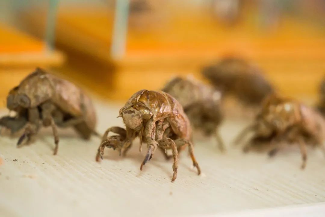 他拜师曹雪芹后人，将虫壳、玉兰变成立体漫画！