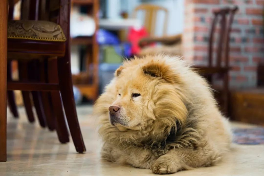 他拜师曹雪芹后人，将虫壳、玉兰变成立体漫画！