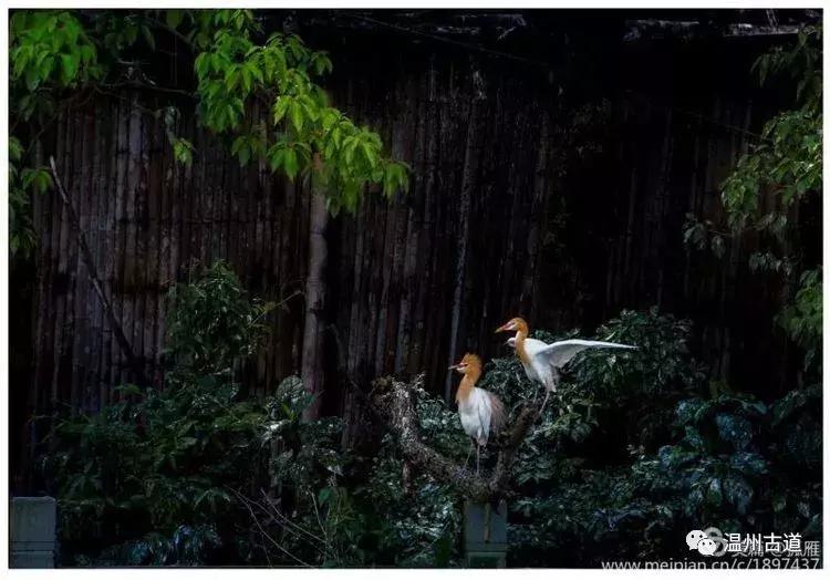 瑞安“千岛湖”，美丽水乡石垟湖