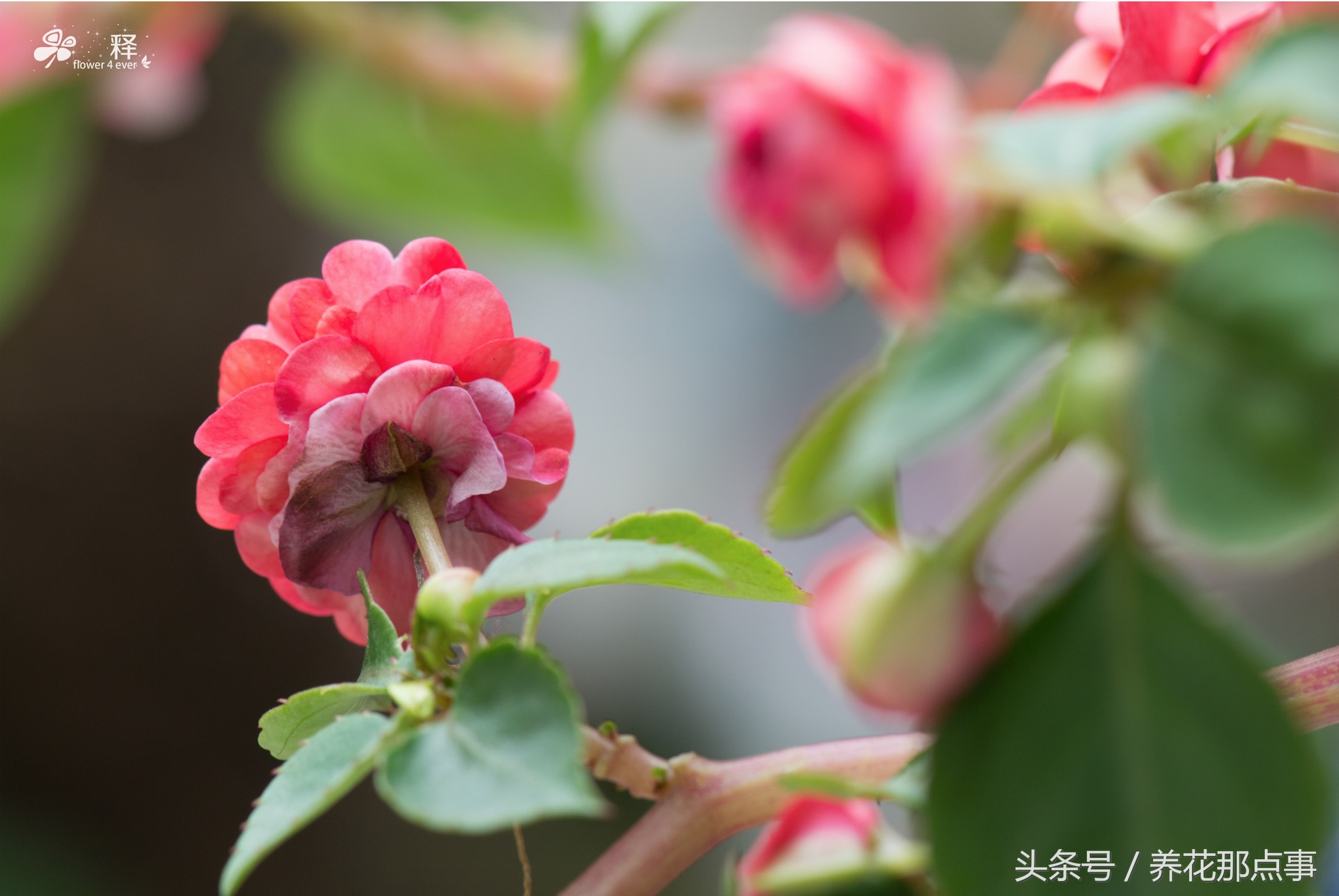 重瓣的非洲凤仙简直就是缩小版的月季,花瓣多,花朵包